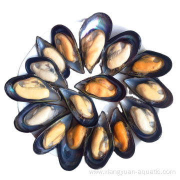 cheap shellfish frozen fresh half shell mussel meat